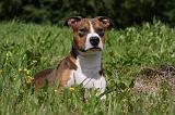 AMSTAFF ADULT 456